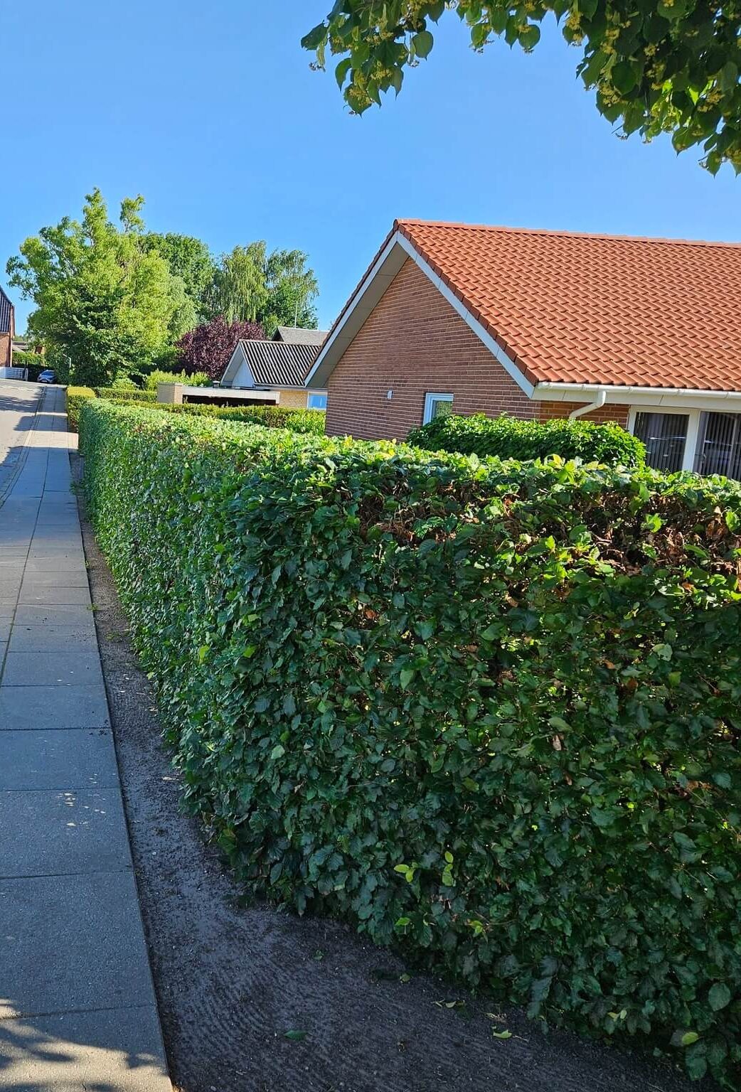 Nyligt klippet hæk langs fortov ved parcelhus udført som professionel haveservice.