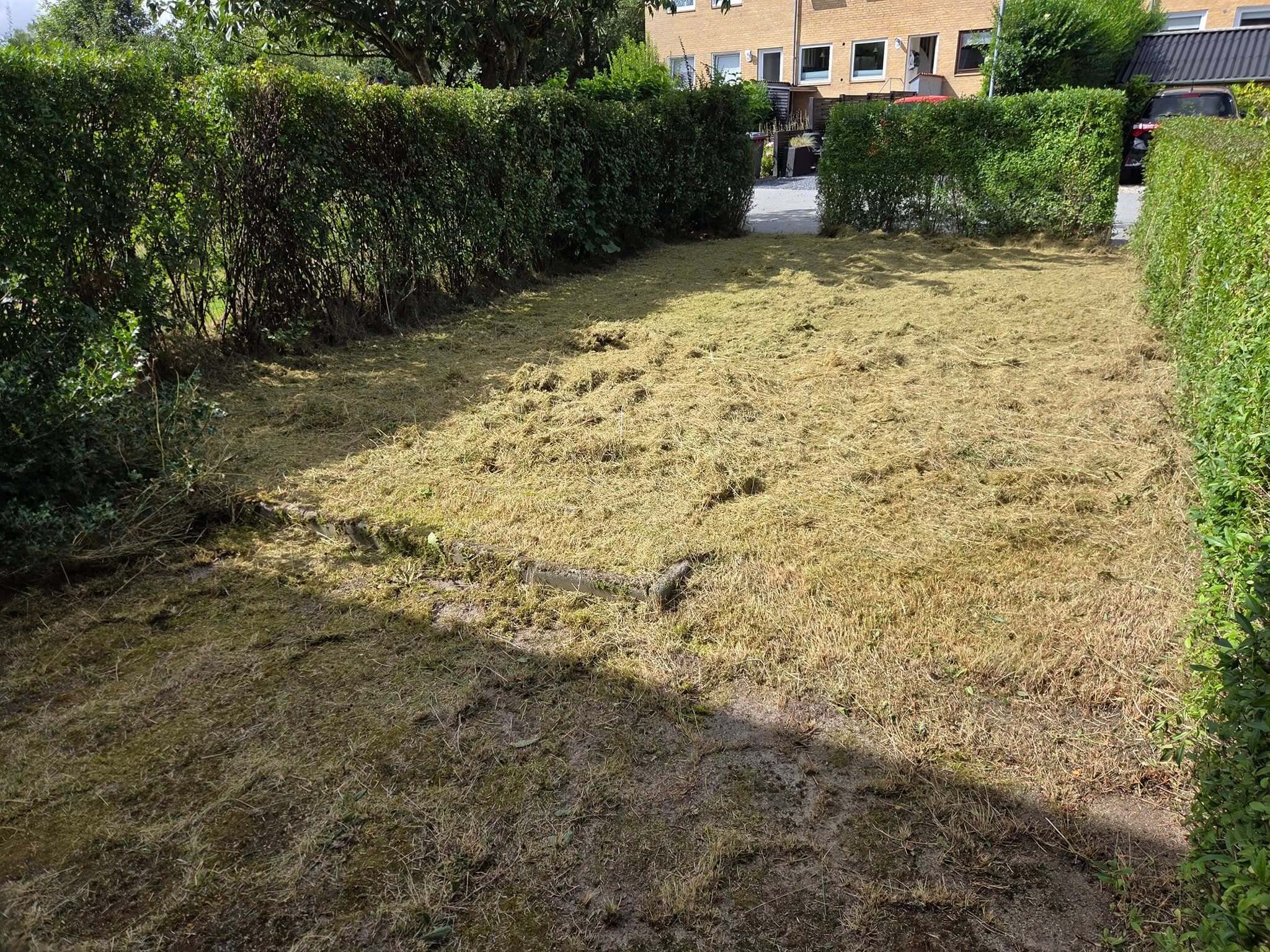 Græsplæne, der er blevet slået, men hvor klippet græs er blevet efterladt på jorden.